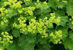 Aslan Pençesi Otu Nedir? Aslan Pençesi Otu Faydaları Nelerdir?