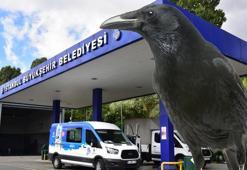 Dedektif karga, güvenlikçinin önüne iki parmak bıraktı! Akılalmaz olay