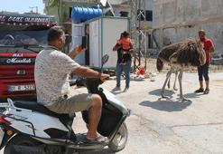 Gören fotoğraf çekiyor! Başta kimse nereden geldiklerini anlayamadı