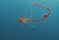 Marmara'da pusula denizanası tehdidi!