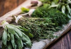 Azgın Teke Otu Nedir? Azgın Teke Otu Faydaları Nelerdir?