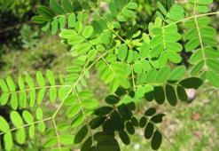 Sinameki Otu Nedir? Sinameki Otu Faydaları Nelerdir?