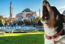 Ezan okununca köpekler neden havlar? Köpekler ezan okunurken neden ulur?