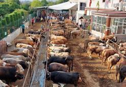 (Kurban duası) Kurban kesilirken okunan dualar! Kurban keserken hangi dua okunur, hayvan keserken ne söylenir? İşte kurbanda okunacak dua ve Arapça Türkçe Kurban kesimi duası...