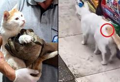 Kedinin 'beline çivi çakıldı' denmişti, gerçek başka çıktı