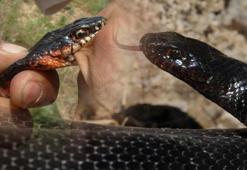 Profesörden karayılan uyarısı; zehirlileri yer, zararsızdır, öldürmeyin