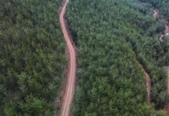 Mangal yasak mı? Ormanlarda mangal yapmak yasaklandı mı, Belgrad’da-Kent Ormanı’nda-Mesire Alanlarına giriş var mı?