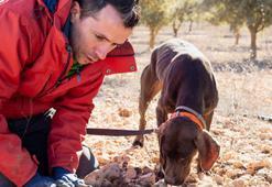 Kilo fiyatı 3 bin euro, özel eğitimli köpekler buluyor! Siyah elmas ve kral yiyeceği olarak biliniyor