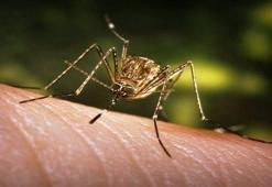 Uzmandan korkutan uyarı: Bu sinek türü birçok hastalığa neden oluyor!