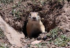 Sayısı 20 bindi,  2 yılda 15'e kadar düştü! 'Bize doğanın canlılığını gösteriyordu'