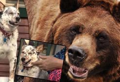 Vahşi ayıyla yumruk yumruğa kavga eden yaşlı kadın ülkede gündem oldu!