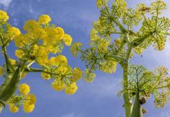 Çakşır Otu Nedir? Çakşır Otu Faydaları Nelerdir?