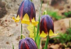 Literatüre kazandırıldı! Elazığ'da ters lale türü keşfedildi