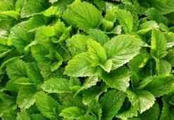 Melisa Otu Nedir? Melisa Otu Faydaları Nelerdir?