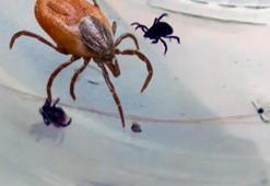 Kene tedavisinde umut ışığı olacak keşif!