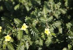 Çoban Çökerten Otu Nedir? Çoban Çökerten Otu Faydaları Nelerdir?