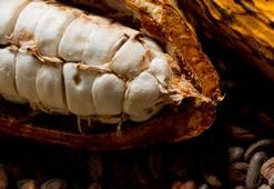 Beyni 30 yaş gençleştiriyor, kan dolaşımını düzenliyor! Bilim insanları ilk kez açıkladı