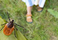 Çocuklarda kene ısırığına dikkat! Belirtiler hafif, komplikasyonlar ciddi, kanama eğilimi yüksek!