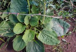 Damar Otu Nedir? Damar Otu Faydaları Nelerdir?