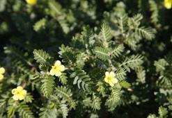 Deve Çökerten Otu Nedir? Deve Çökerten Otu Faydaları Nelerdir?