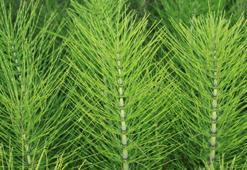 Kırkkilit Otu Nedir? Kırkkilit Otu Faydaları Nelerdir?