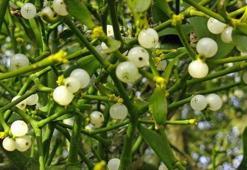 Kepkesen Otu Nedir? Kepkesen Otu Faydaları Nelerdir?