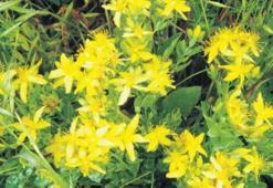 Kantaron Otu Nedir? Kantaron Otu Faydaları Nelerdir?