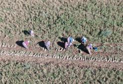 'Beyaz Altın'da hasat başladı! Ünlü Taşköprü sarımsağı tarlalarında okul harçlığı mesaisi