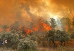 Muğla Milas'ta  orman yangını çıktı! Belediye başkanı son durumu açıkladı