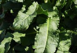 Evelik Otu Nedir? Evelik Otu Faydaları Nelerdir?