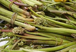 Işkın Otu Nedir? Işkın Otu Faydaları Nelerdir?