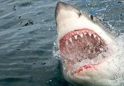 Köpekbalığı gerçeği ortaya çıktı! Uzmanlar açıkladı