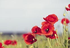 Gelincik Otu Nedir? Gelincik Otu Faydaları Nelerdir?