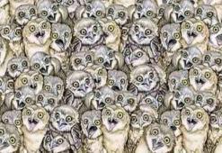 Baykuşların arasında minik bir kedi var! 10 saniyede çok az kişi bulabiliyor!