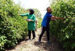 Hobi olarak başladı, şimdi talebe yetişemiyor! 10 ton üretiyor, kilosunu 80 liradan satıyor