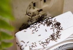 Evde karınca bırakmıyor! Karıncayı öldürmeden kaçıran en iyi 4 doğal yöntem