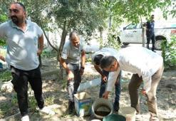 Artan sivrisinek popülasyonu hastanelere başvuruları artırdı! Kritik uyarı geldi