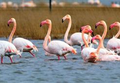 Falda Flamingo Görmek Ne Demek? Kahve Falında Flamingo Nasıl Yorumlanır?