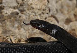 Yılanların yoğun görülmesinin asıl nedeni deprem değil! Profesör yanlış bilinen gerçeği açıkladı
