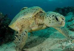 Avlanması kesinlikle yasak! Anadolu parsına zarar verenlere 1 milyon 200 bin lira ceza