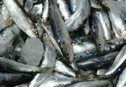 Çanakkale'de sardalyalar tezgahları süslüyor