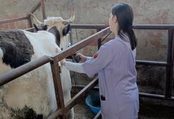 Aydın'ın iki ilçesinde şap nedeniyle 21 mahalle karantinaya alındı