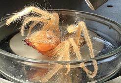 Uzmanlar Sarıkız böceğiyle ilgili uyarılarda bulundu