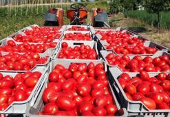 Rusya'dan Türkiye kararı! Domateste kota değişti