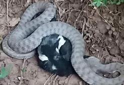 Türkiye'nin en zehirli yılanı yakaladığı kargayı böyle yedi!