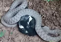 Türkiye'nin en zehirli yılanı, kargayı yerken görüntülendi