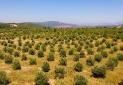 Muğla’da maden sahaları zeytin bahçesine dönüştü