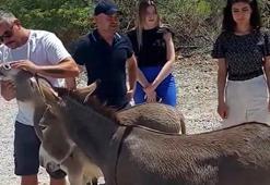 Muğla'da trafikte 'yaban eşeği' tehlikesi! Birden yola fırlıyor