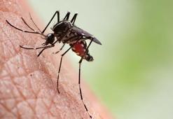 Korkutan uyarı geldi: Bildiğimiz sineklerden değil! Hastalıkları bulaştırıyor