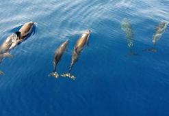 Akdeniz'deki yunuslar tehlike altında! Uyarı geldi